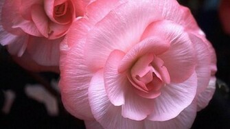 Pink Rose Wallpaper All New