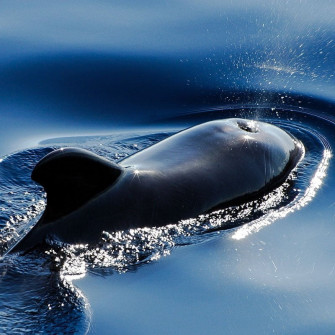 Pilot Whales Copy Killer Sounds To Improve Survival Michael Broad Wallpaper