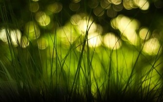 Grass And Blurred Bokeh Lights HD Nature Wallpaper