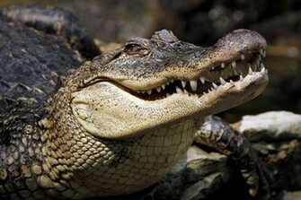 Krokodil Is A Cheaply Produced Drug That Has Similar Effects To Heroin