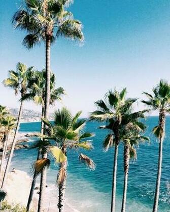 Javi Kassens Summer Vibes Palm Trees