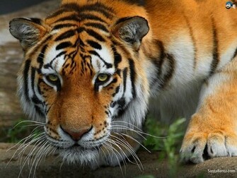 Tigers Wallpaper