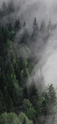iPhone Foggy Forest Wallpaper Ixpap