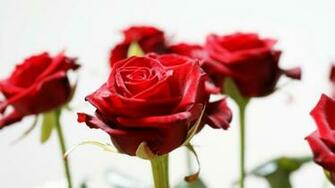 Gift Photos Of Rose On Valentine Day Happy