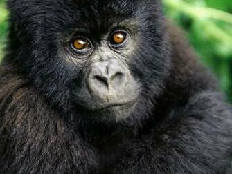 Fun With Faisy HD Wallpaper Mix Animals