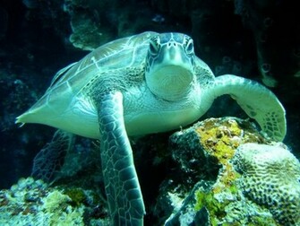 Sea Turtle Wallpaper