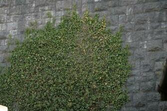 Ivy Wall On A Stone 1details