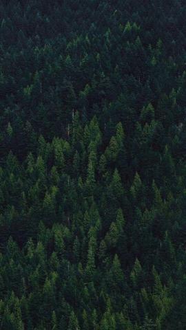 Forest Dark Green Aesthetic Wallpaper iPhone Nature
