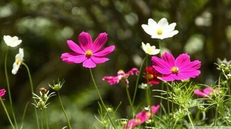 HD Wallpaper Spring Flowers Full