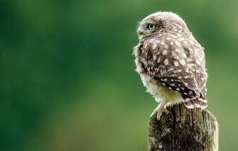 Owl Eyes Wallpaper For Desktop Car Pictures
