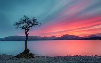 Lonely Tree Wallpaper