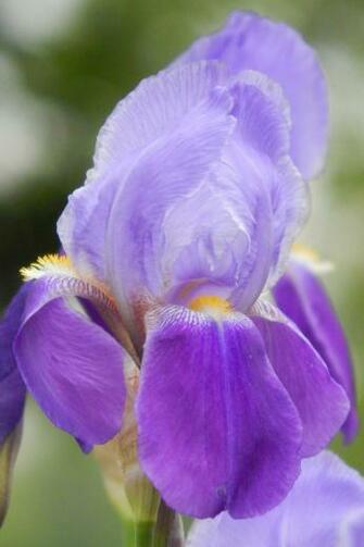 Bearded Iris Closeup By Madgardens