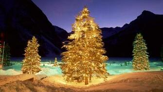 Christmas Trees In The Wild Desktop Pc And Mac