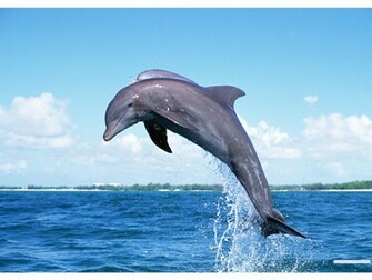 Dolphins Underwater Ultra Hq Wallpaper HD