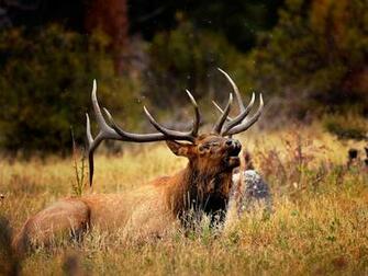 Wallpaper Elk