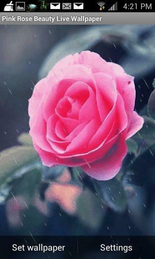 Rose Live Wallpaper Android