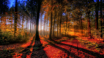 Fall Forest Wallpaper