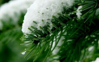 Snow Over Pine Tree Wallpaper