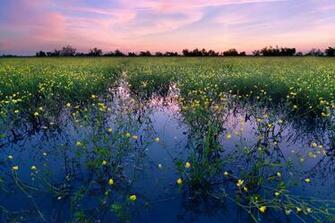 Field Of Flowers Wallpaper
