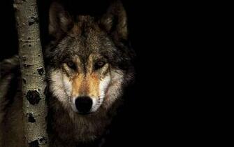 Black Wolf Wallpaper Computer
