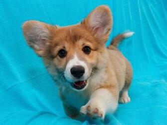 Cute Puppy Puppies Wallpaper