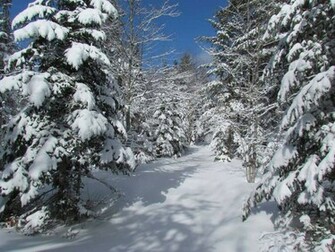 Winter Wonderland Pictures Wallpaper