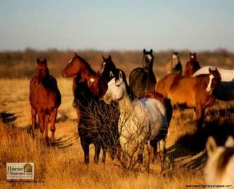 Western Horse Wallpaper Gallery