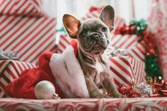 Christmas Dog Wallpaper