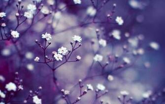 Nature Flowers Macro Mac Wallpaper