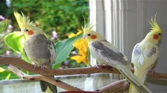 Beautiful Three Cockatiel Birds Wallpaper Best Desktop