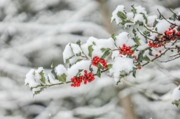 Red And White Flowers Covered With Snow Photo Vancouver