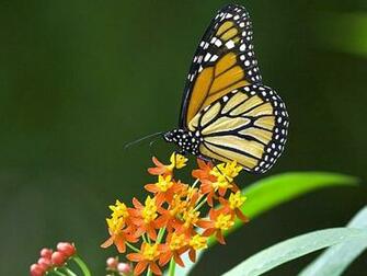 Beautiful Butterfly Flowers Animals Butterflies HD Wallpaper