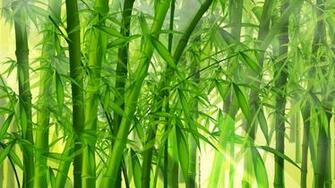 Bamboo Forest Nature Wallpaper HD
