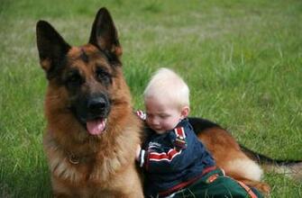 German Shepherd Breeders Gold Berg Quality Litters
