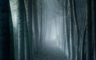 Foggy Forest Wallpaper HD