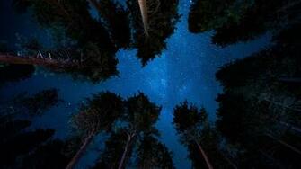 Night From Forest Wallpaper Stream