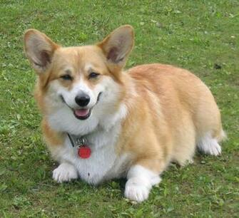 Corgi Dog Pictures Widescreen HD Wallpaper