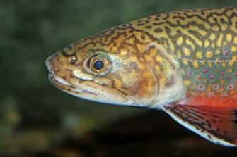 Face Brook Trout Photo And Wallpaper Cute Pictures