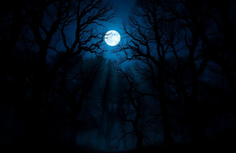 Dark Forest With Moon Wallpaper