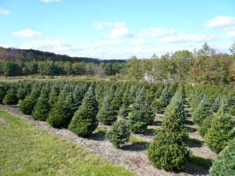 Wintergreen Farm Lafayette Nj