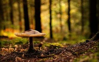 Forest Mushroom Wallpaper And Image Pictures Photos