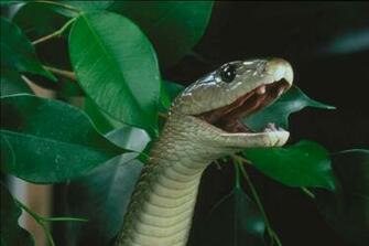 Black Mamba Snake Wallpaper