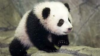 Panda HD Wallpaper Desktop Image