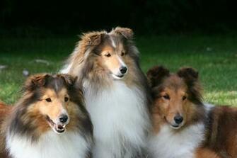 Sheltie Wallpaper