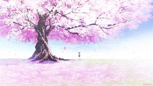 Cherry Blossoms