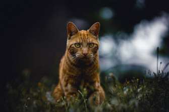 Cat 4k Ultra HD Wallpaper Image