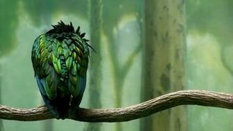 Green Colored Bird Wallpaper HD