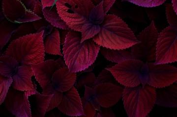 Maroon Pictures Image