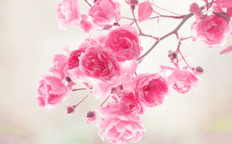 Floral Desktop Wallpaper
