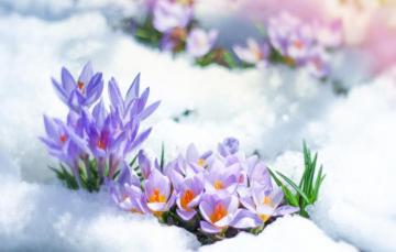 Wallpaper Snow Flowers Spring Crocuses Lilac Image For